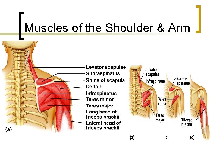 Muscles of the Shoulder & Arm 