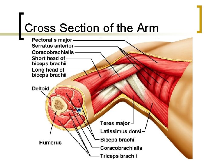 Cross Section of the Arm 