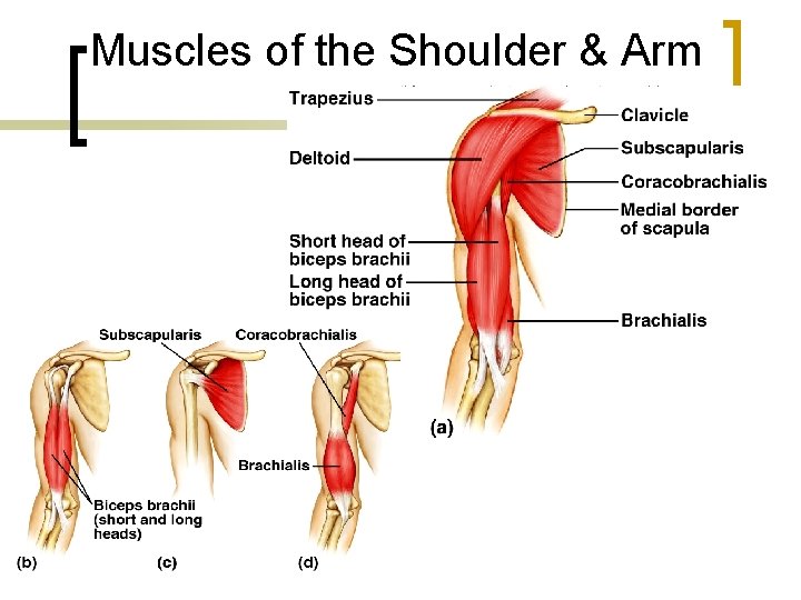 Muscles of the Shoulder & Arm 