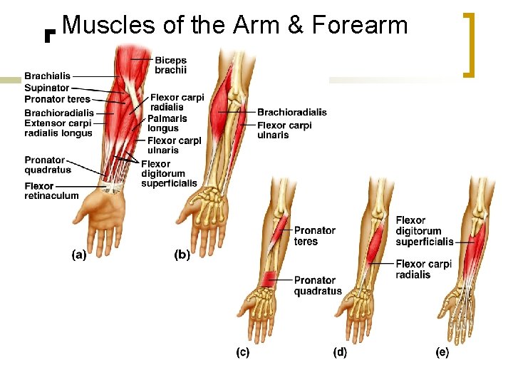Muscles of the Arm & Forearm 