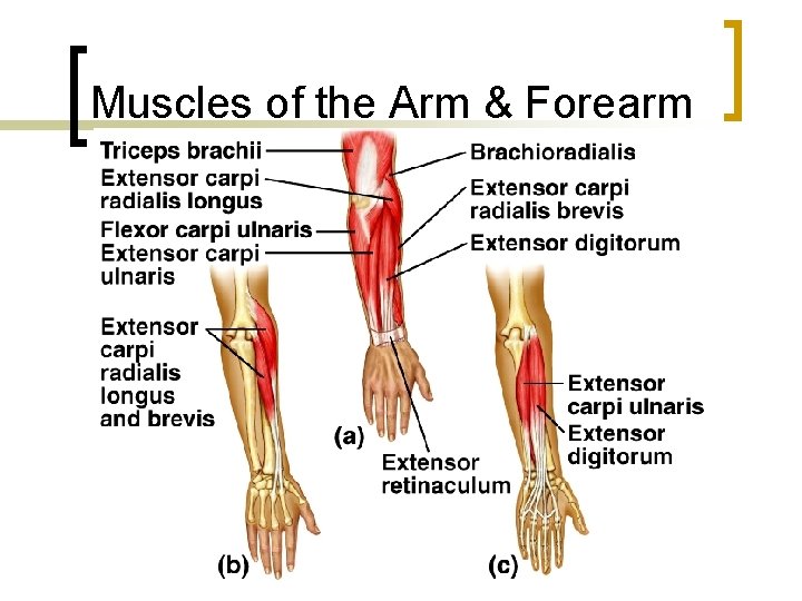 Muscles of the Arm & Forearm 