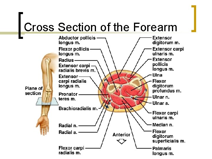 Cross Section of the Forearm 