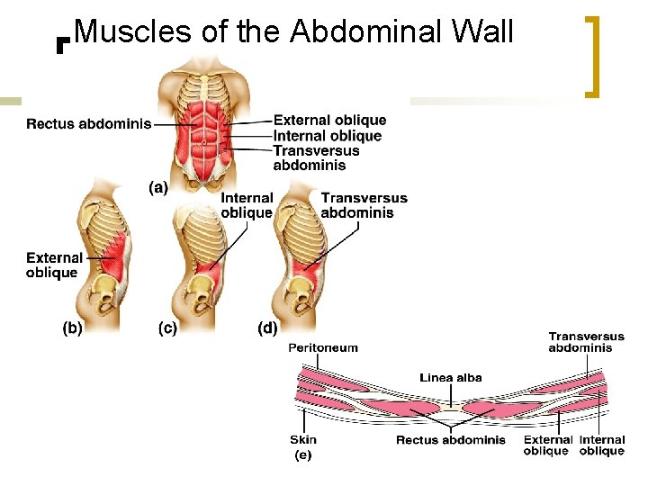 Muscles of the Abdominal Wall 