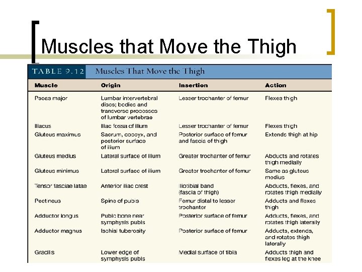 Muscles that Move the Thigh 