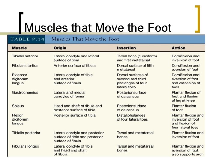 Muscles that Move the Foot 