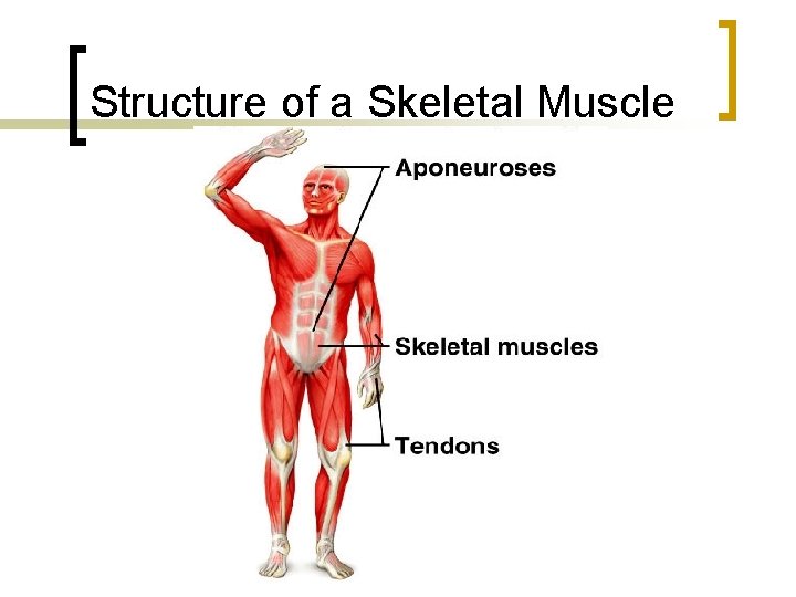 Structure of a Skeletal Muscle 