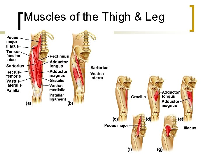 Muscles of the Thigh & Leg 