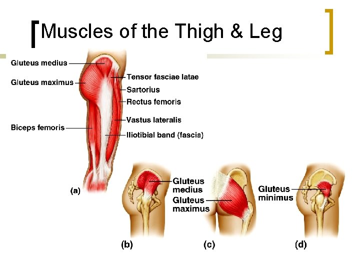 Muscles of the Thigh & Leg 