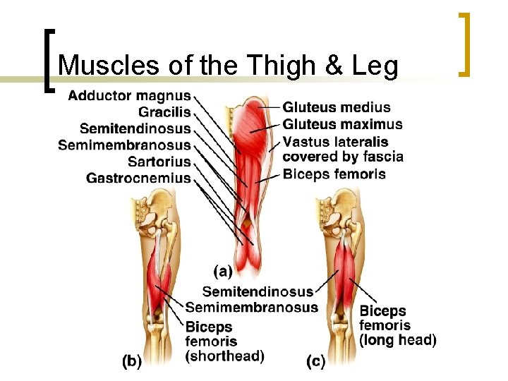 Muscles of the Thigh & Leg 