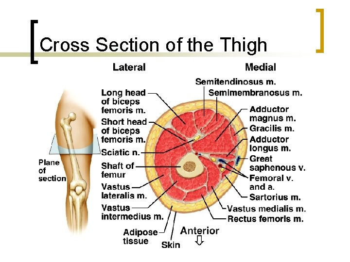 Cross Section of the Thigh 