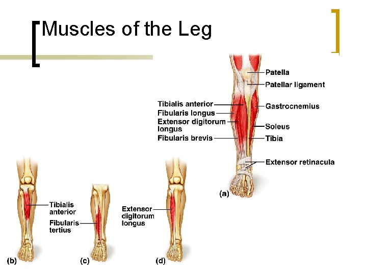 Muscles of the Leg 