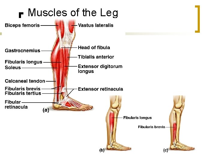 Muscles of the Leg 