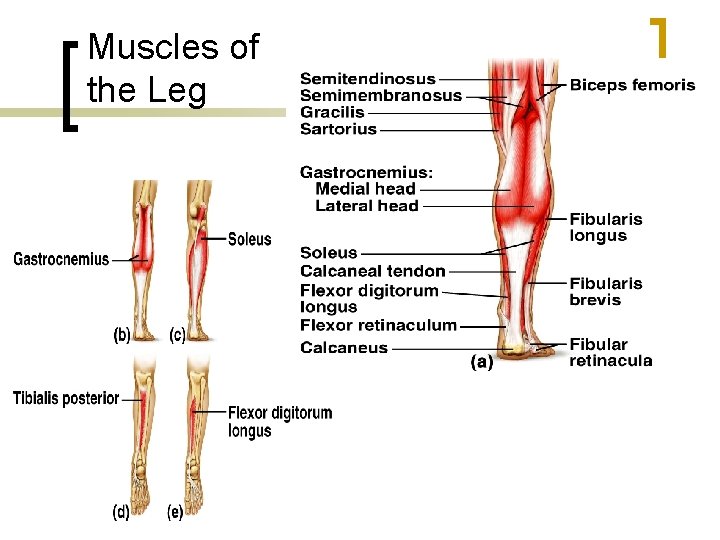 Muscles of the Leg 