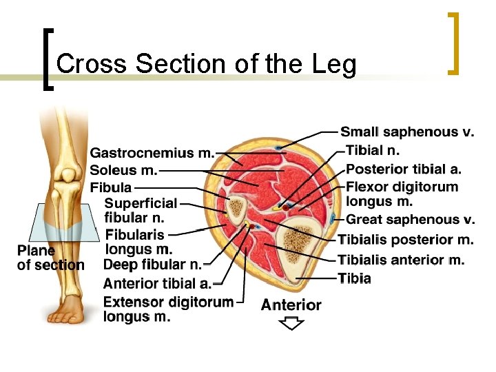 Cross Section of the Leg 