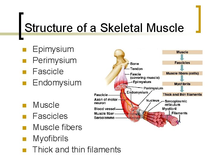 Structure of a Skeletal Muscle n n n n n Epimysium Perimysium Fascicle Endomysium