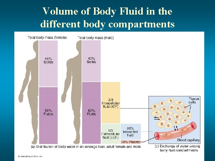 Volume of Body Fluid in the different body compartments 