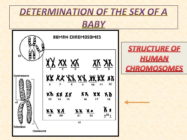 STRUCTURE OF HUMAN CHROMOSOMES 