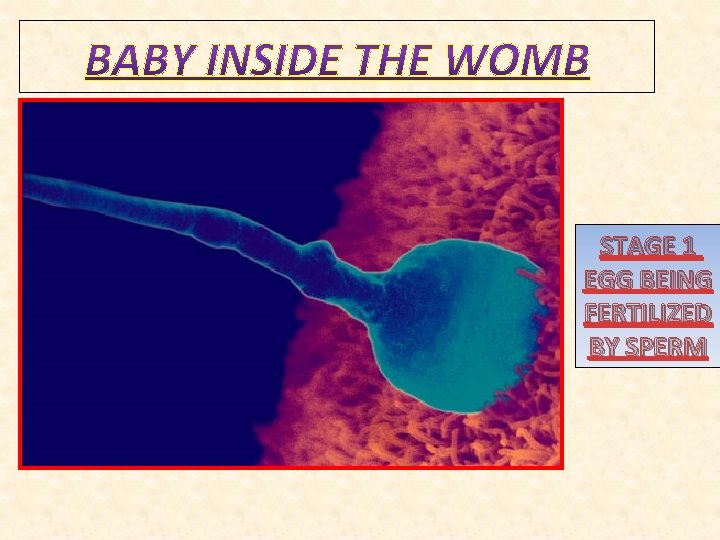 STAGE 1 EGG BEING FERTILIZED BY SPERM 