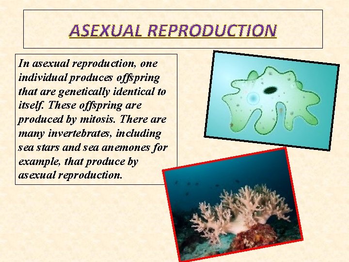 In asexual reproduction, one individual produces offspring that are genetically identical to itself. These