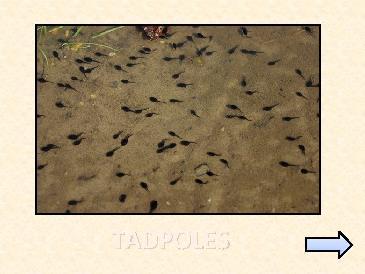 TADPOLES 