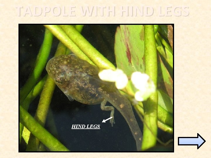 TADPOLE WITH HIND LEGS 