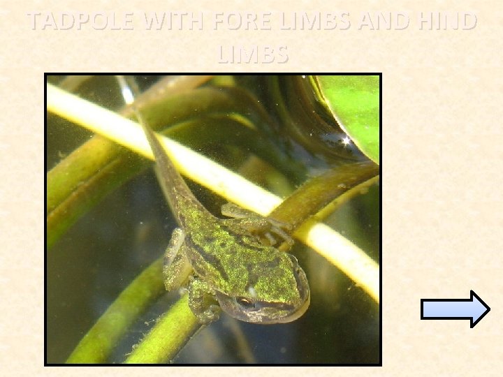 TADPOLE WITH FORE LIMBS AND HIND LIMBS 