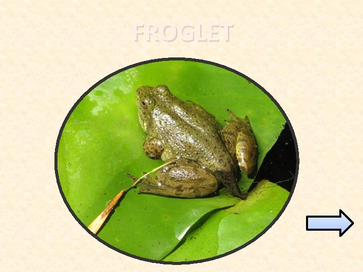 FROGLET 