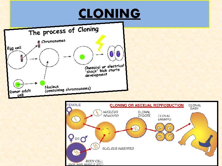 CLONING 