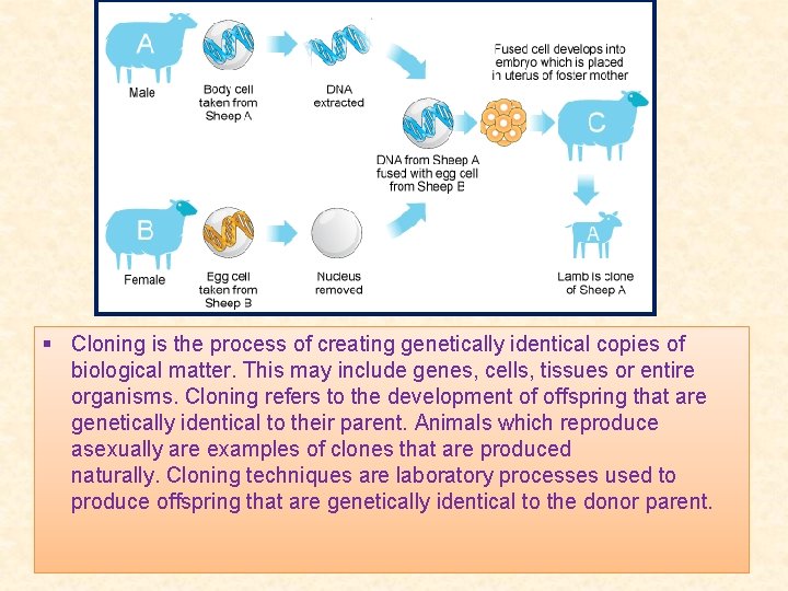 § Cloning is the process of creating genetically identical copies of biological matter. This