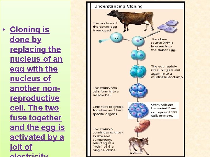  • Cloning is done by replacing the nucleus of an egg with the