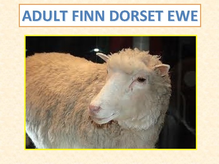 ADULT FINN DORSET EWE 
