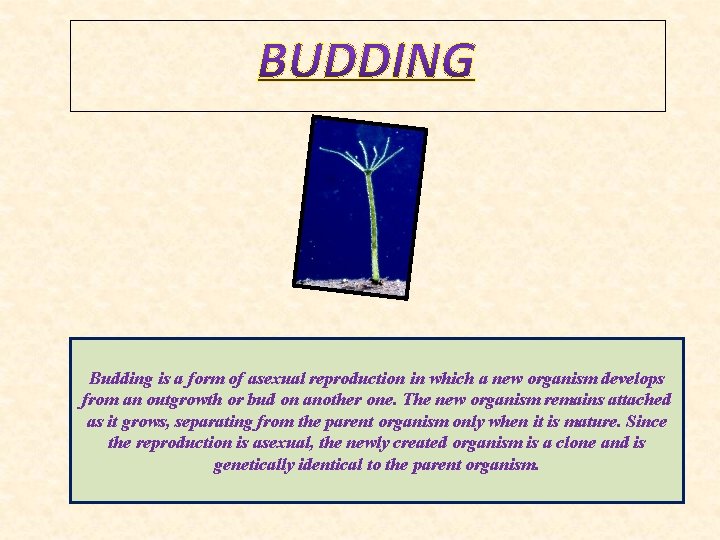 Budding is a form of asexual reproduction in which a new organism develops from