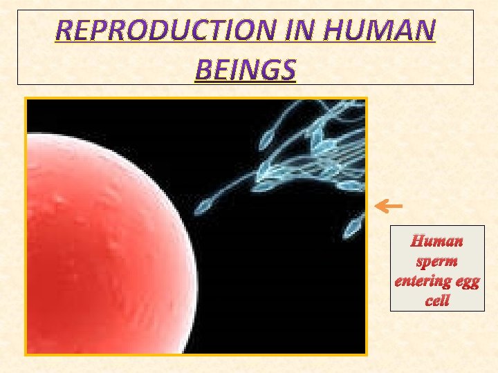 Human sperm entering egg cell 