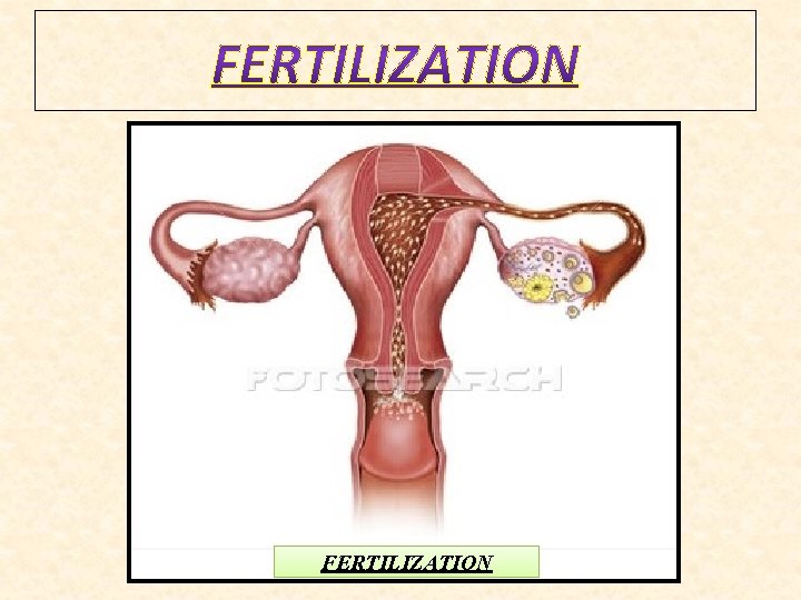 FERTILIZATION 