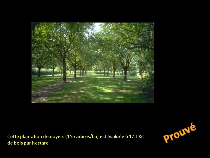 Cette plantation de noyers (156 arbres/ha) est évaluée à 120 K€ de bois par