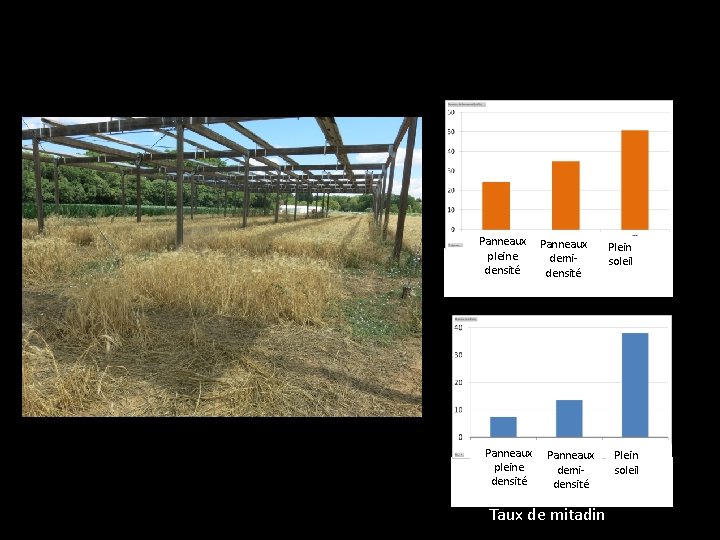 Rendement et qualité du grain sous l’ombrage de panneaux photovoltaïques (blé dur) Panneaux pleine