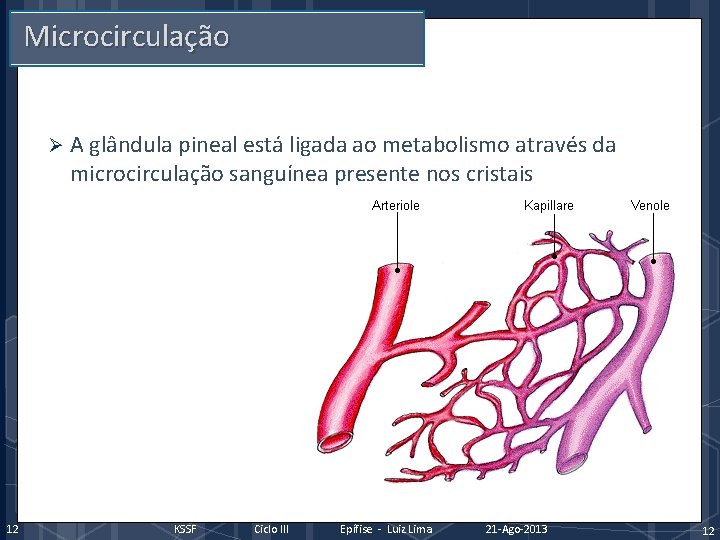 Microcirculação Ø 12 A glândula pineal está ligada ao metabolismo através da microcirculação sanguínea