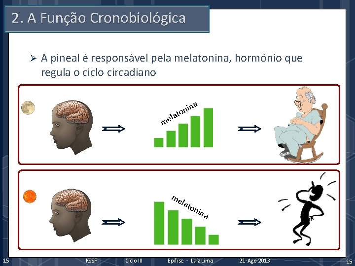 2. A Função Cronobiológica Ø A pineal é responsável pela melatonina, hormônio que regula