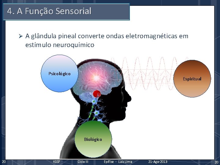 4. A Função Sensorial Ø A glândula pineal converte ondas eletromagnéticas em estímulo neuroquímico