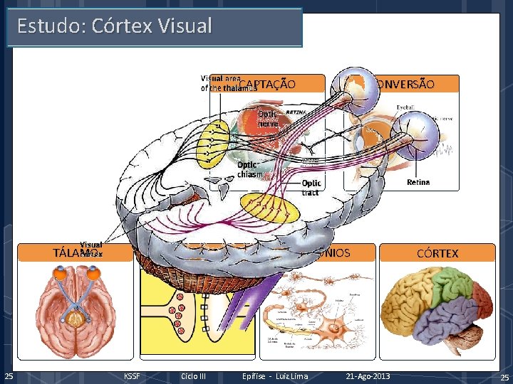 Estudo: Córtex Visual CAPTAÇÃO TÁLAMO 25 SINAPSE KSSF Ciclo III CONVERSÃO NEURÔNIOS Epífise -