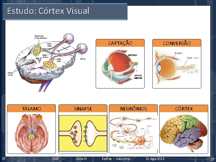Estudo: Córtex Visual CAPTAÇÃO TÁLAMO 27 SINAPSE KSSF Ciclo III CONVERSÃO NEURÔNIOS Epífise -