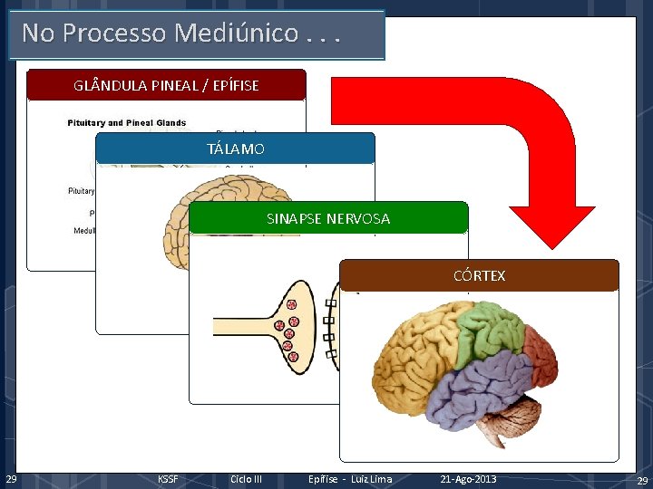 No Processo Mediúnico. . . GL NDULA PINEAL / EPÍFISE TÁLAMO SINAPSE NERVOSA CÓRTEX