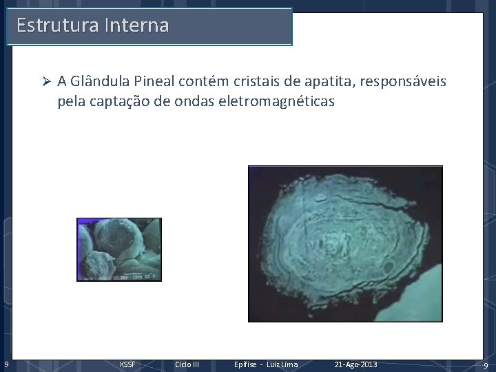 Estrutura Interna Ø 9 A Glândula Pineal contém cristais de apatita, responsáveis pela captação