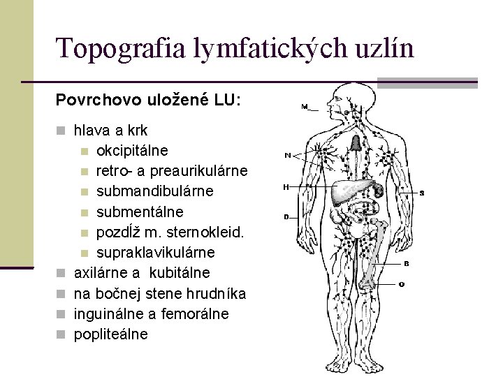Topografia lymfatických uzlín Povrchovo uložené LU: hlava a krk okcipitálne retro- a preaurikulárne submandibulárne