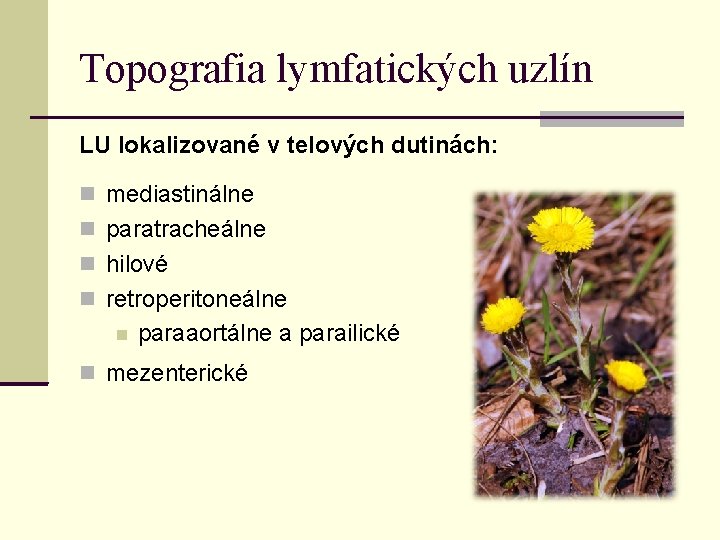 Topografia lymfatických uzlín LU lokalizované v telových dutinách: mediastinálne paratracheálne hilové retroperitoneálne paraaortálne a