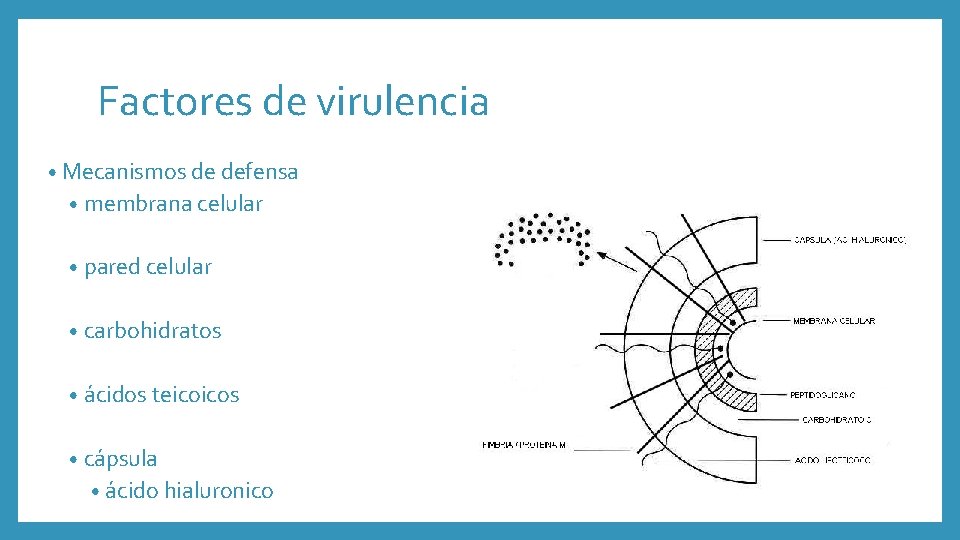 Factores de virulencia • Mecanismos de defensa • membrana celular • pared celular •