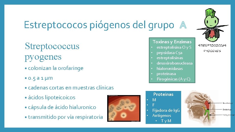 Estreptococos piógenos del grupo A Toxinas y Enzimas Streptococcus pyogenes • • colonizan la