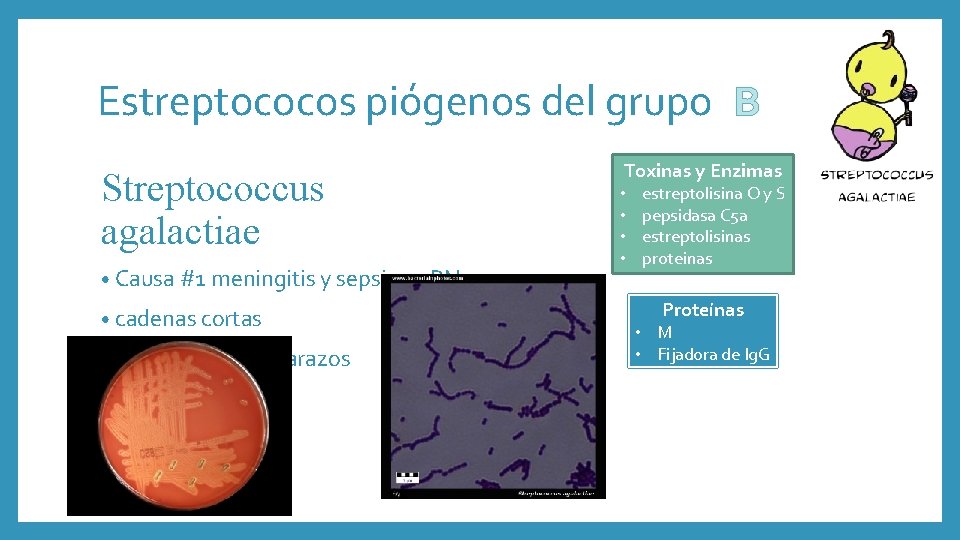 Estreptococos piógenos del grupo B Streptococcus agalactiae • Causa #1 meningitis y sepsis en