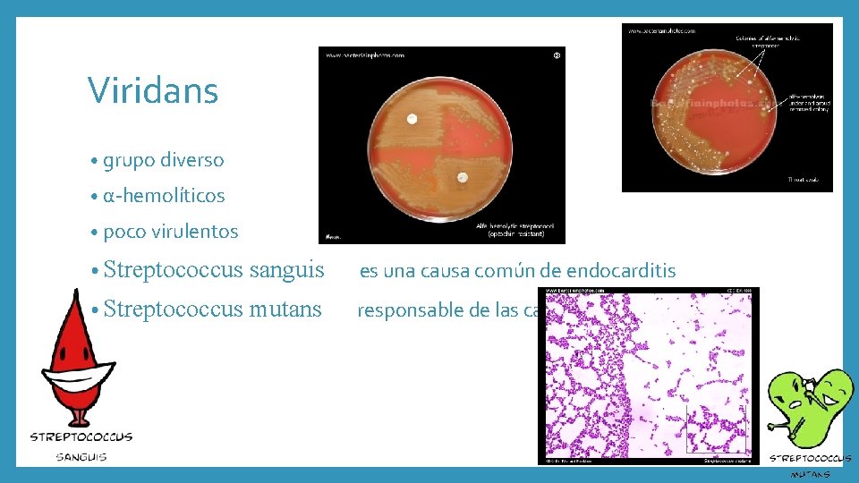 Viridans • grupo diverso • α-hemolíticos • poco virulentos • Streptococcus sanguis es una