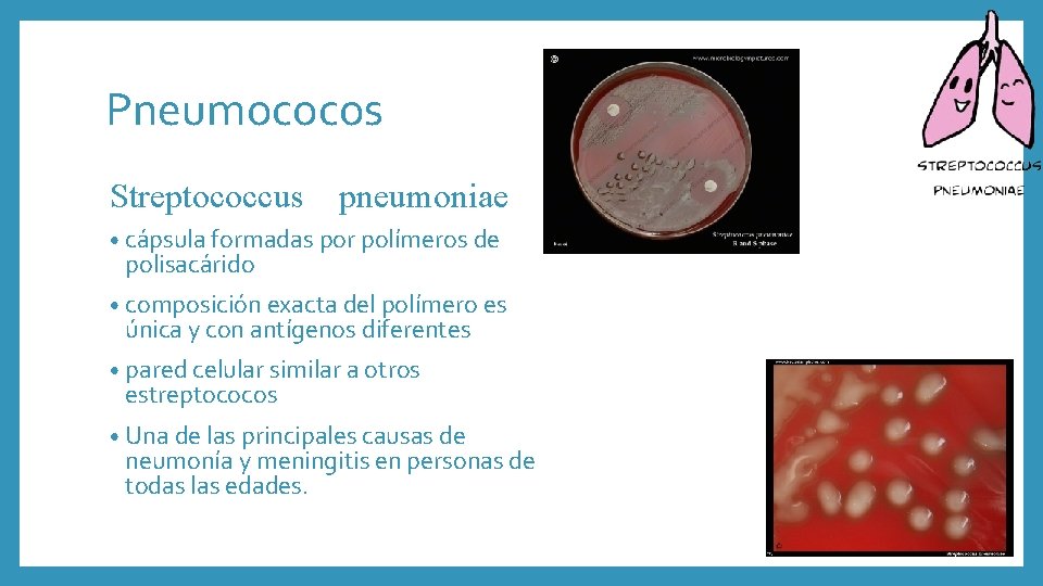 Pneumococos Streptococcus pneumoniae • cápsula formadas por polímeros de polisacárido • composición exacta del